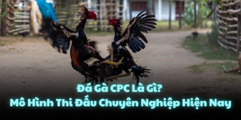 Đá Gà CPC Là Gì? Mô Hình Thi Đấu Chuyên Nghiệp Hiện Nay