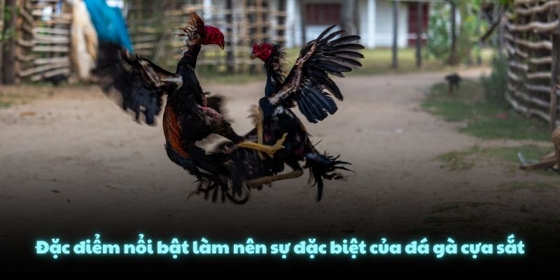 Đặc điểm nổi bật làm nên sự đặc biệt của đá gà cựa sắt