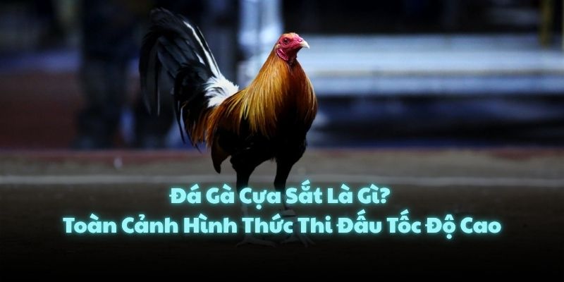 Đá Gà Cựa Sắt Là Gì? Toàn Cảnh Hình Thức Thi Đấu Tốc Độ Cao