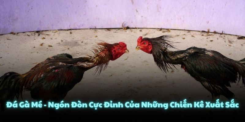 Đá Gà Mé - Ngón Đòn Cực Đỉnh Của Những Chiến Kê Xuất Sắc