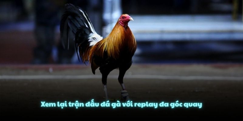 Xem lại trận đấu đá gà với replay đa góc quay